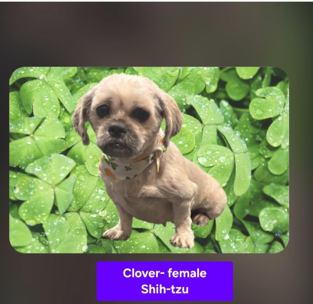 Clover, ADOPTABLE, Adult Female Shih Tzu.