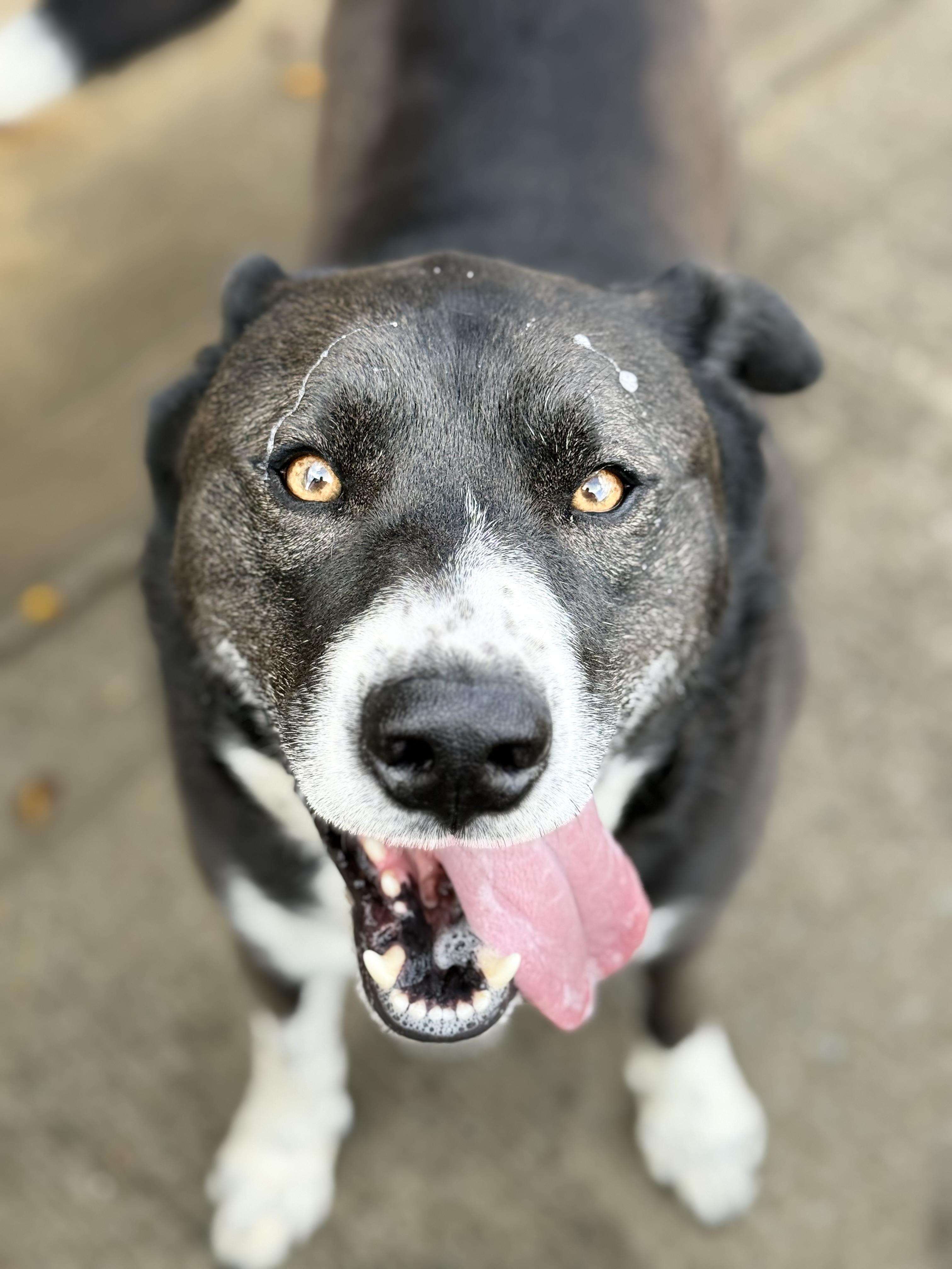 Duke, Adoptable, Young Male Labrador Retriever.