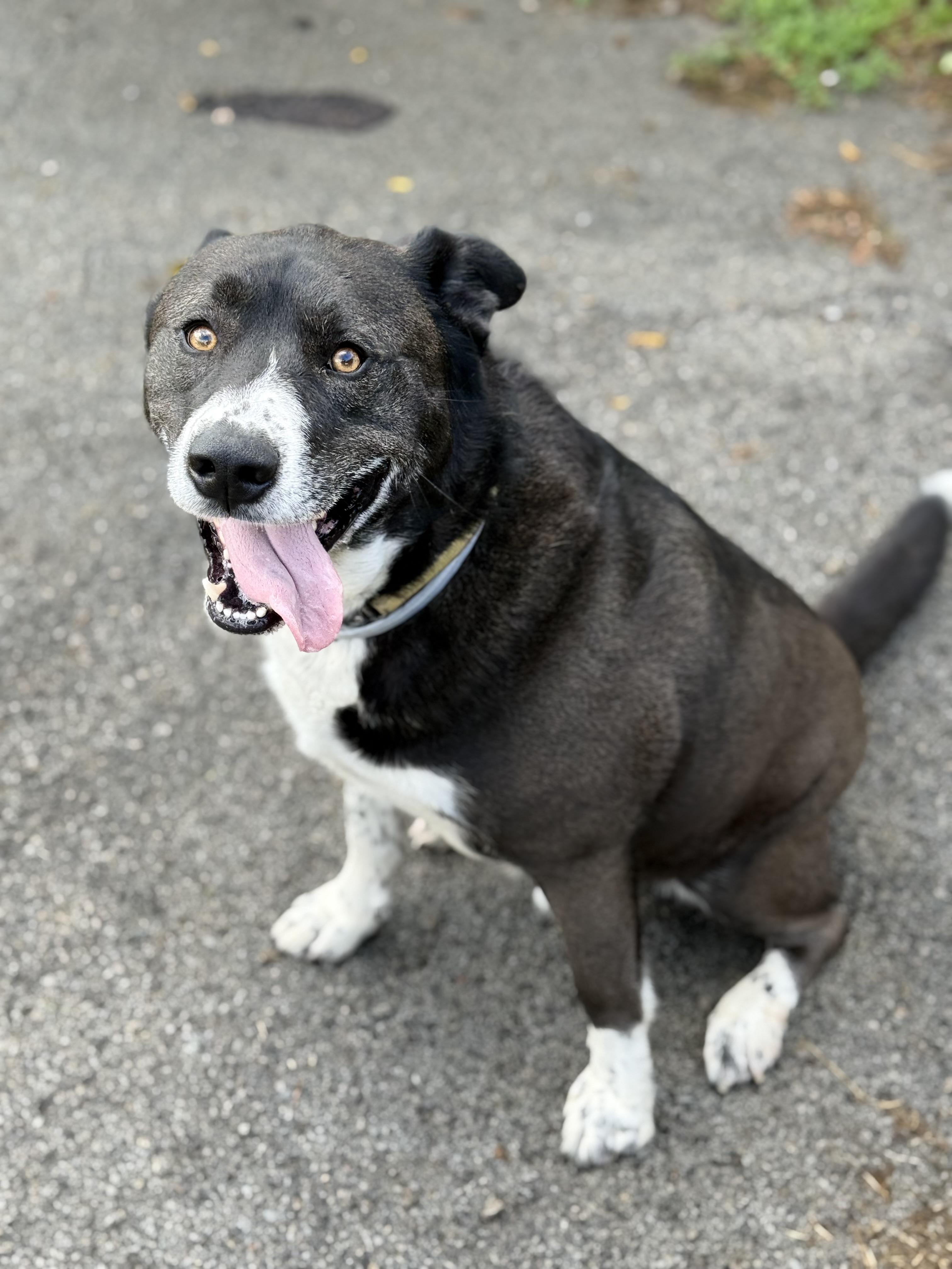 Enlarge Duke, a Adoptable mixed breed in Lewisburg, TN image 3/4