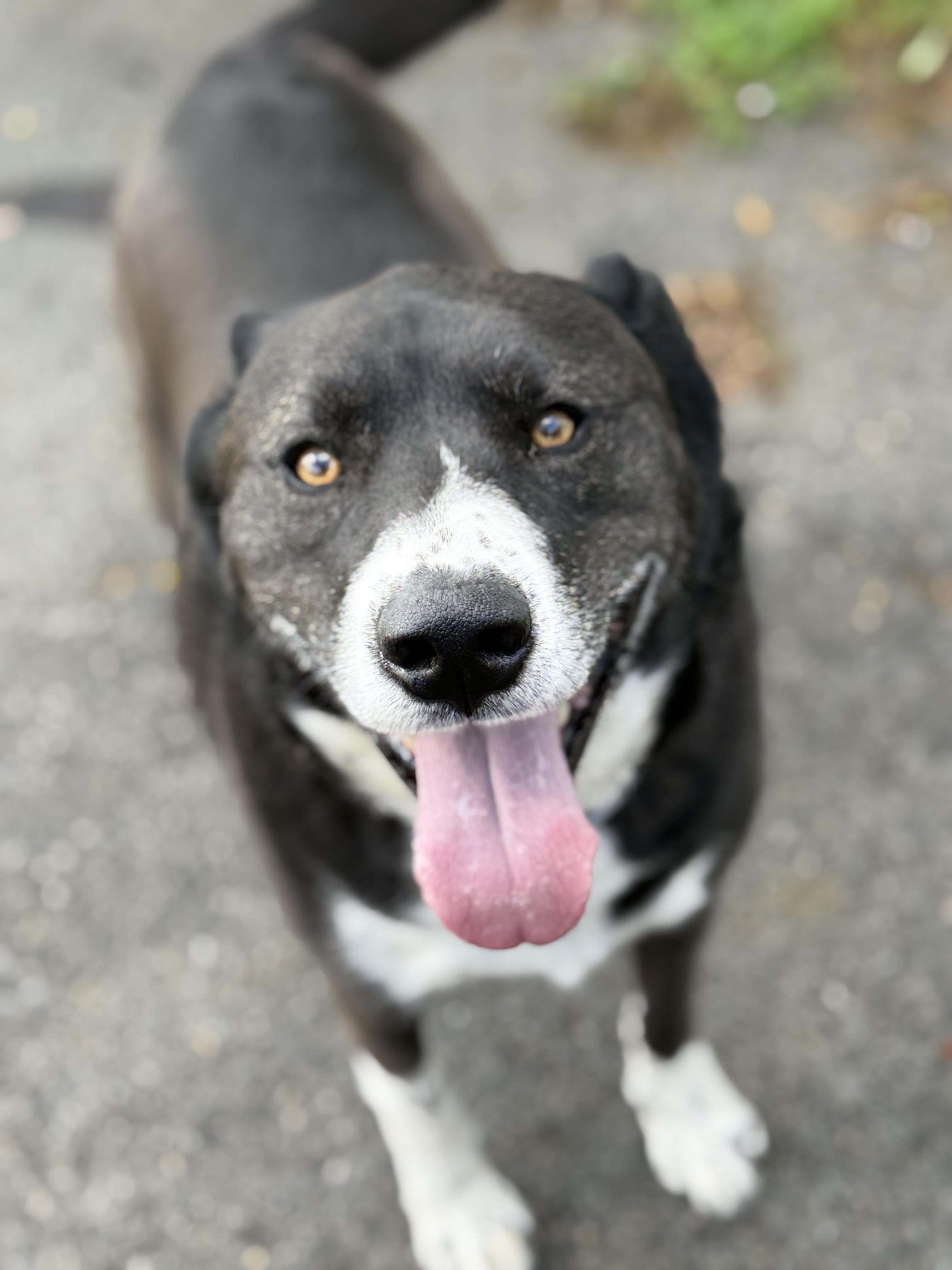 Enlarge Duke, a Adoptable mixed breed in Lewisburg, TN image 4/4