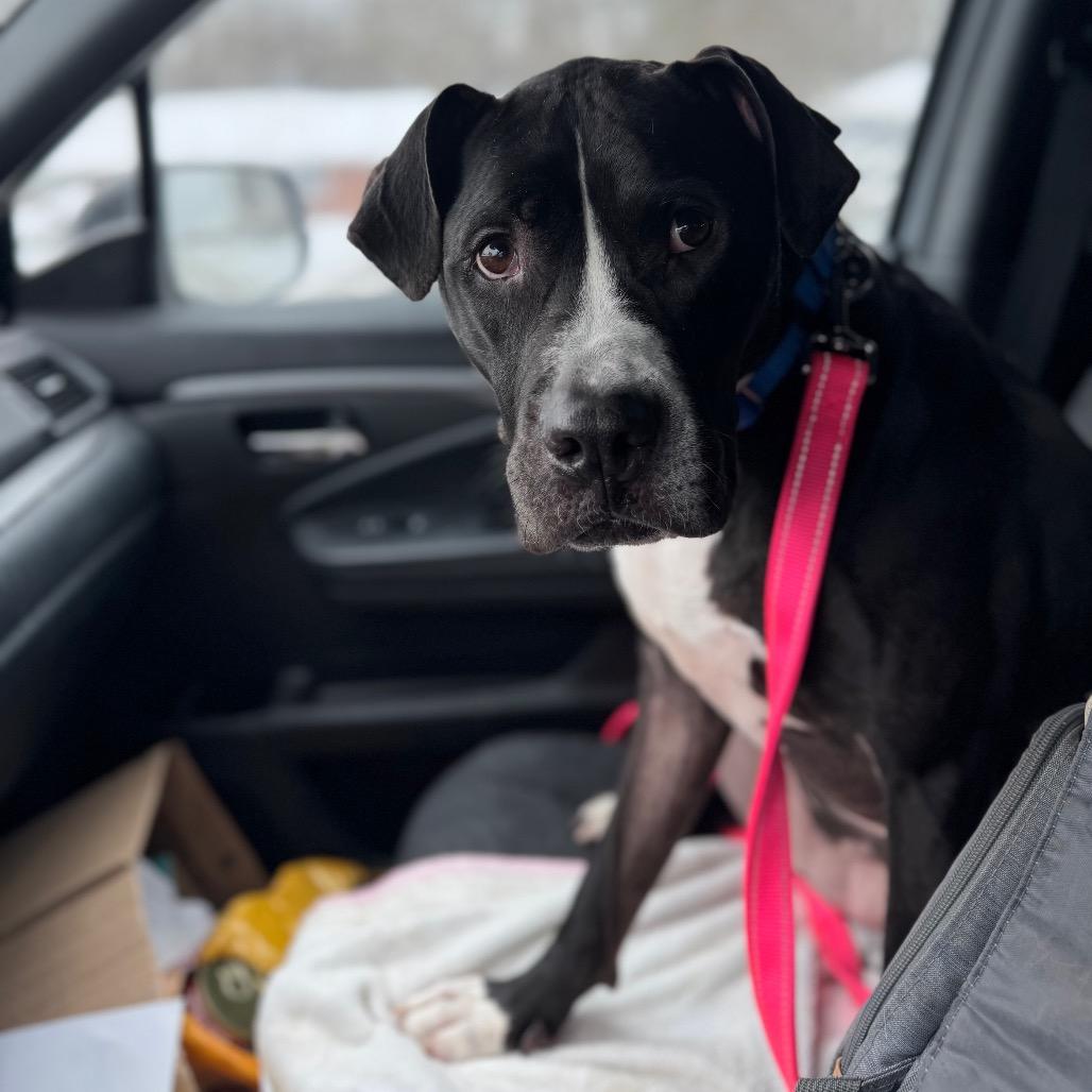 Enlarge Pepper, a Adoptable Mixed Breed in Springboro, OH image 2/2