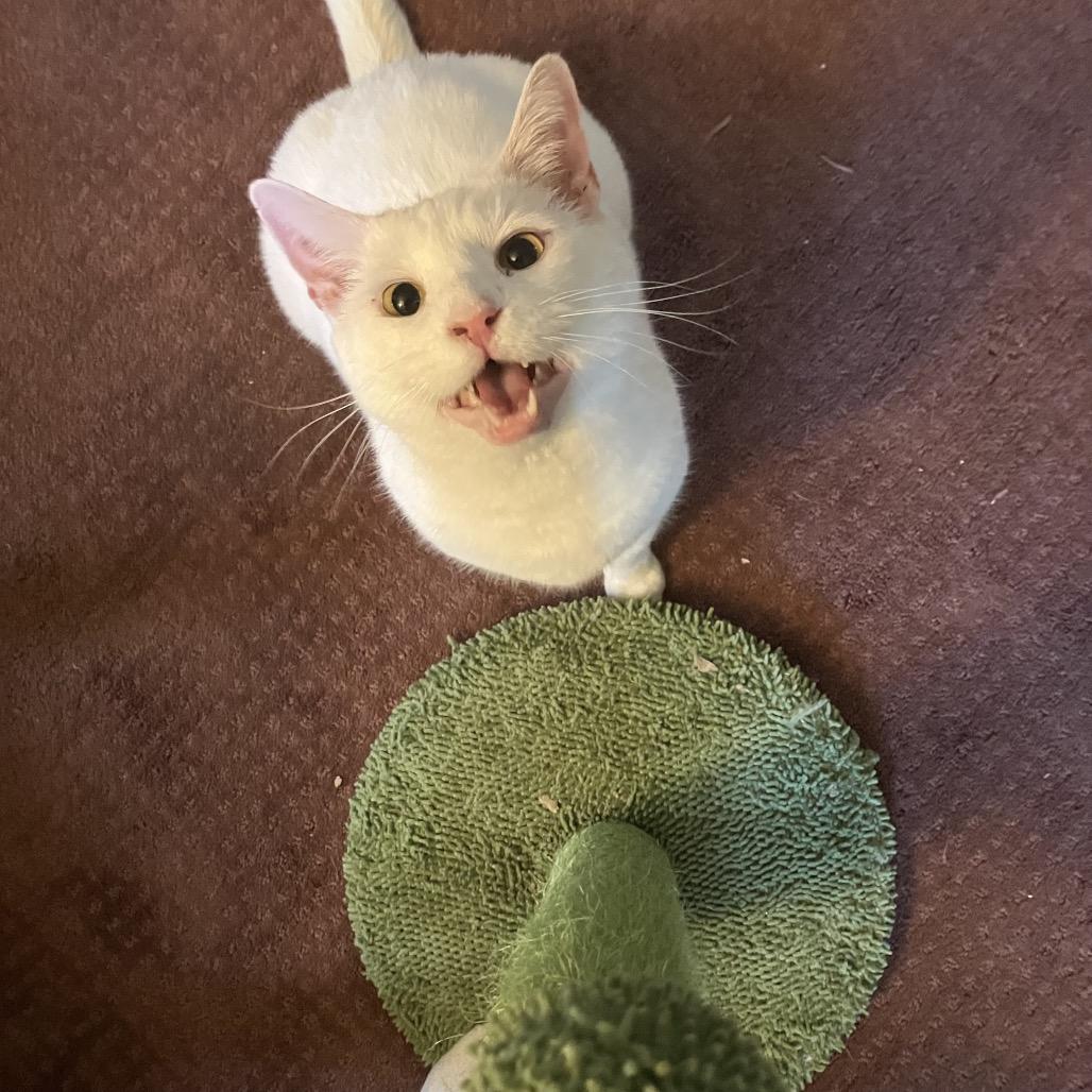 Rutherford, Adoptable, Adult Male Domestic Short Hair.