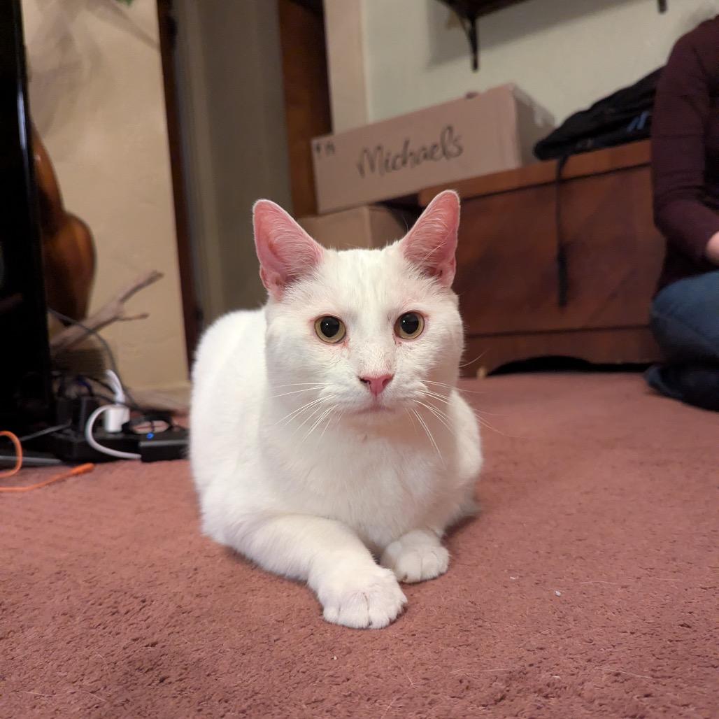 Enlarge Rutherford, a Adoptable Domestic Short Hair in Gibsonia, PA image 2/6