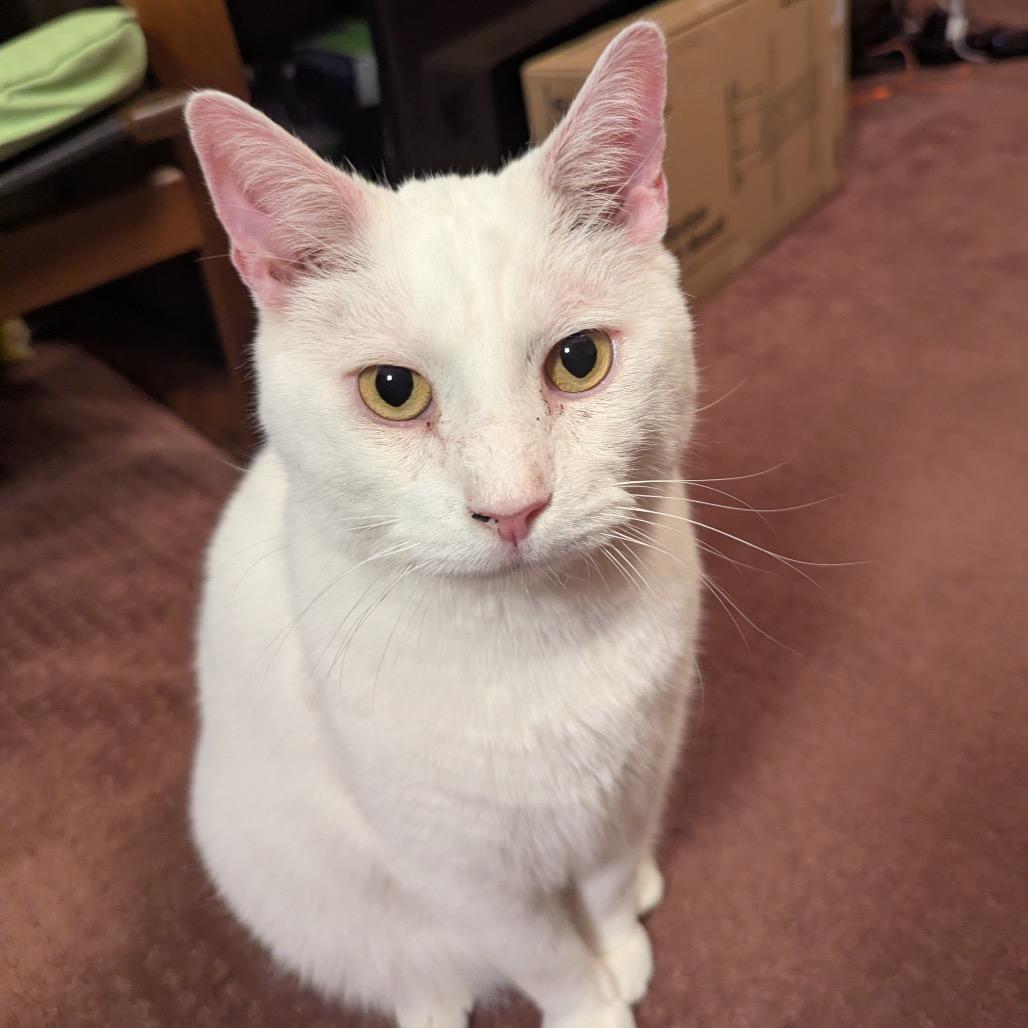 Enlarge Rutherford, a Adoptable Domestic Short Hair in Gibsonia, PA image 3/6