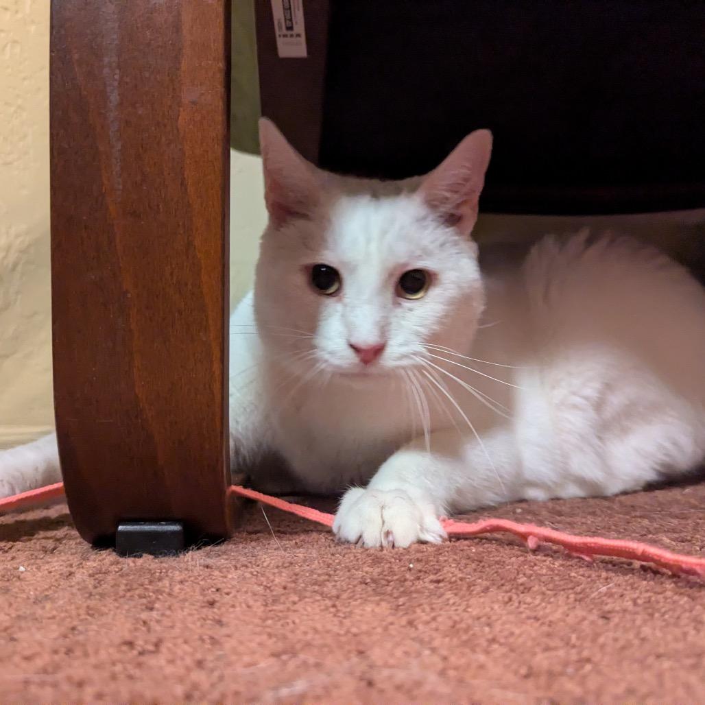 Enlarge Rutherford, a Adoptable Domestic Short Hair in Gibsonia, PA image 4/6