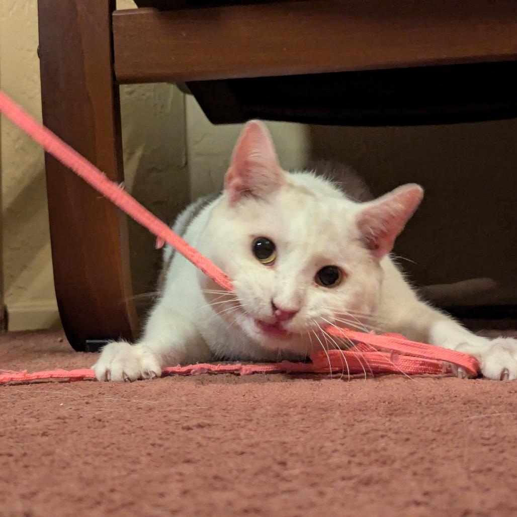 Enlarge Rutherford, a Adoptable Domestic Short Hair in Gibsonia, PA image 5/6