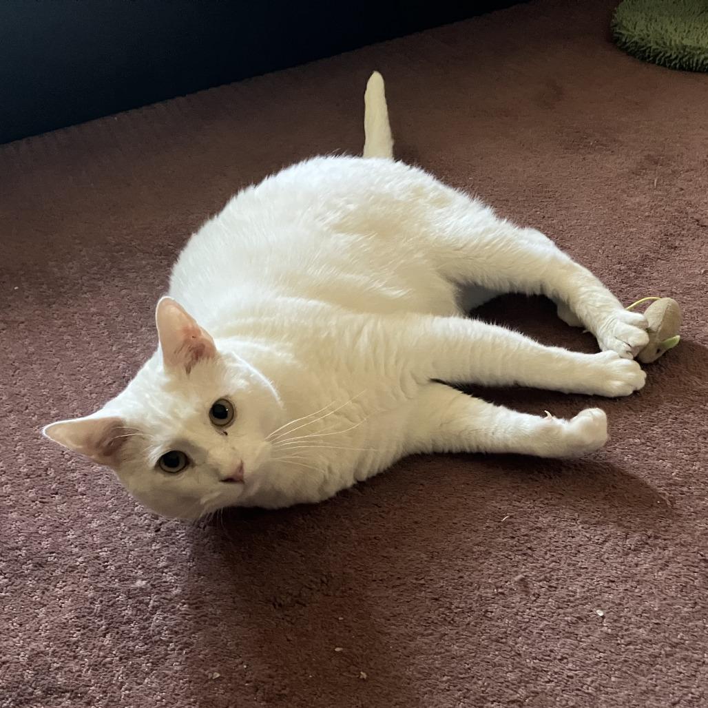 Enlarge Rutherford, a Adoptable Domestic Short Hair in Gibsonia, PA image 6/6