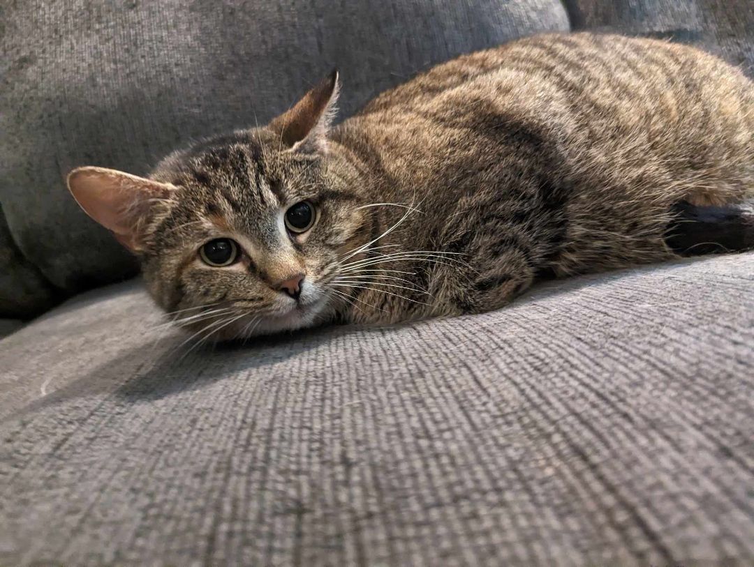 CHEWY, a Adoptable Domestic Short Hair in Tillsonburg, ON image 6/6