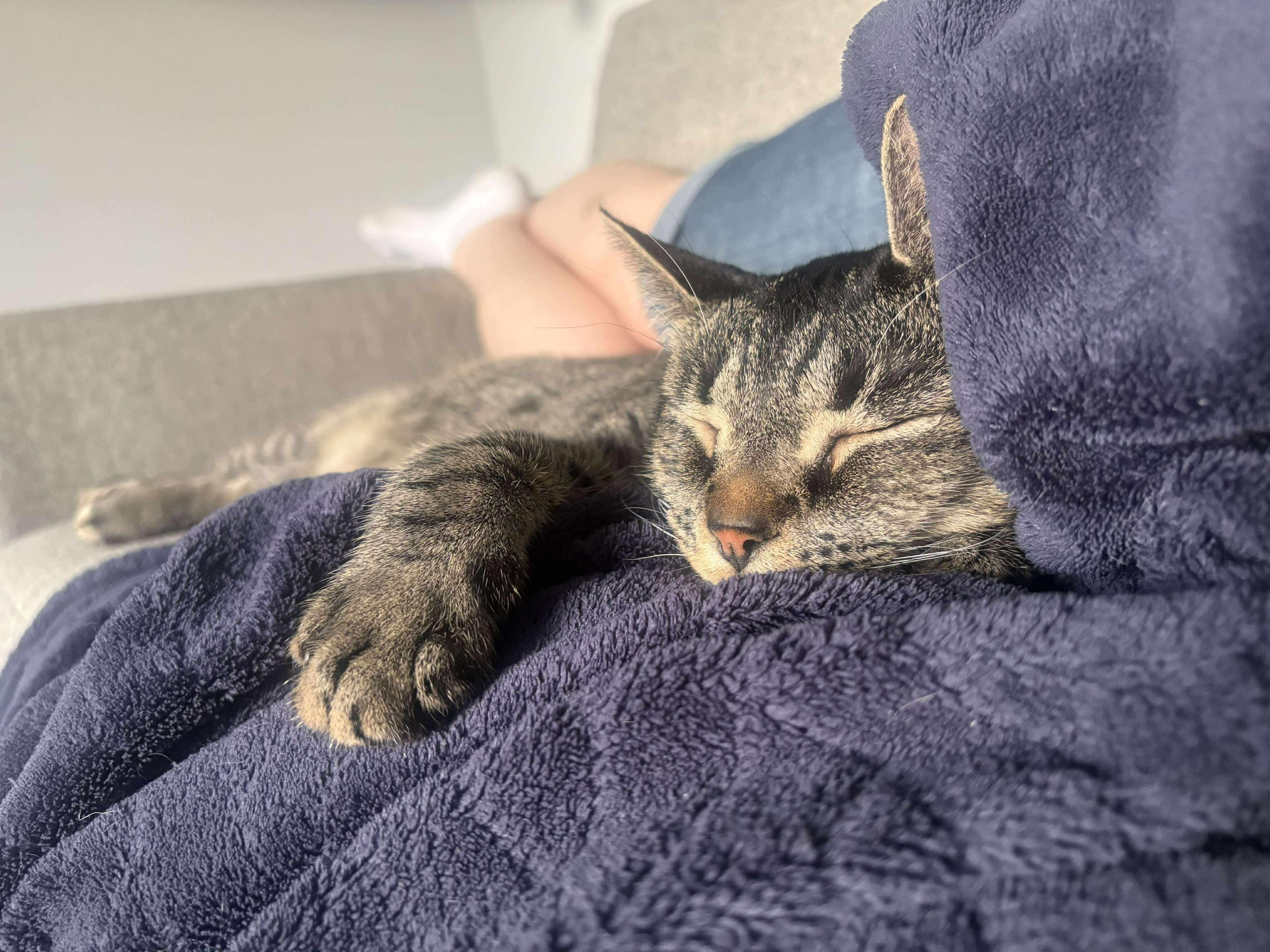 CHEWY, a Adoptable Domestic Short Hair in Tillsonburg, ON image 5/6