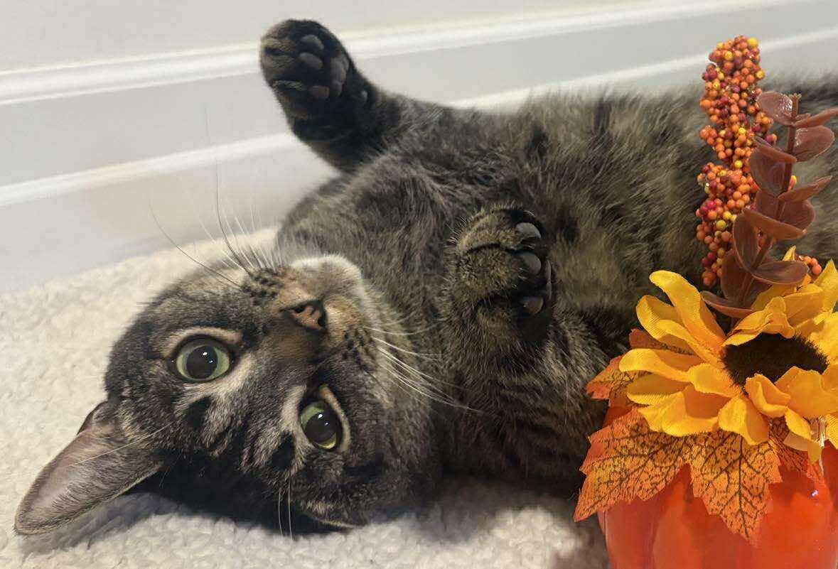 CHEWY, a Adoptable Domestic Short Hair in Tillsonburg, ON image 2/6