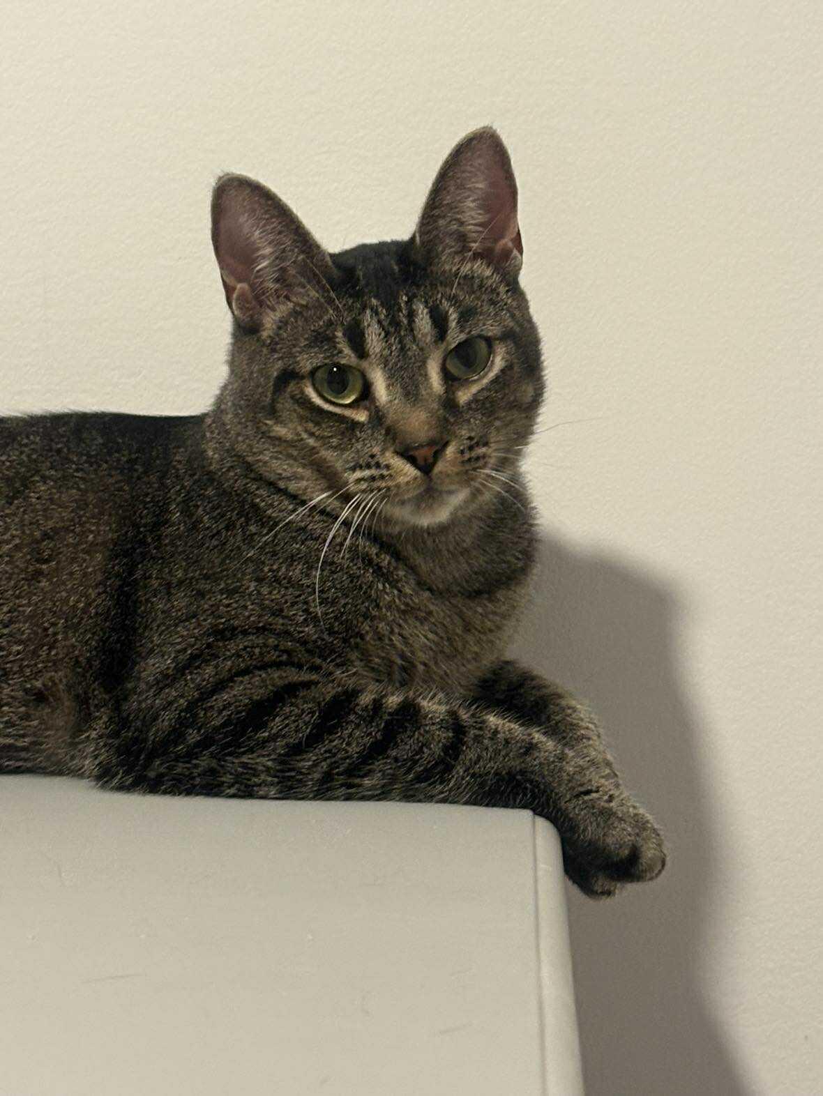 CHEWY, a Adoptable Domestic Short Hair in Tillsonburg, ON image 4/6