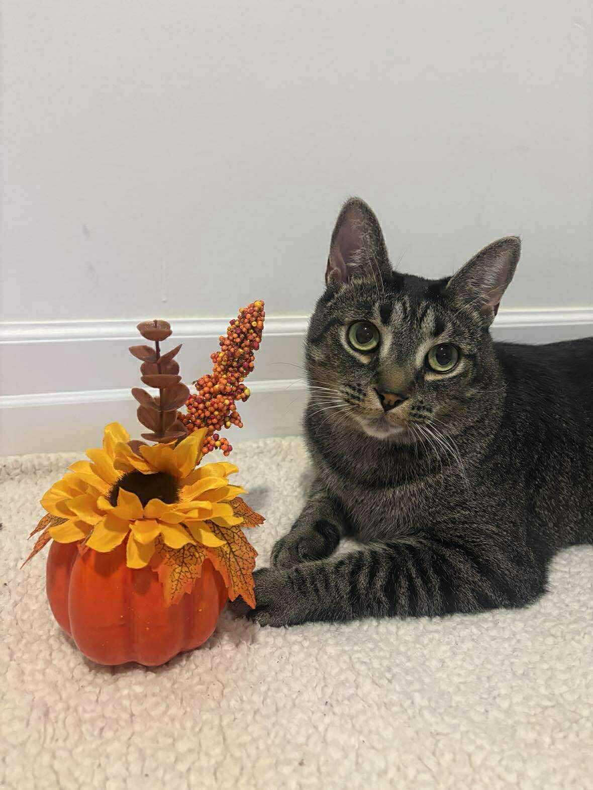 CHEWY, Adoptable, Adult Male Domestic Short Hair.