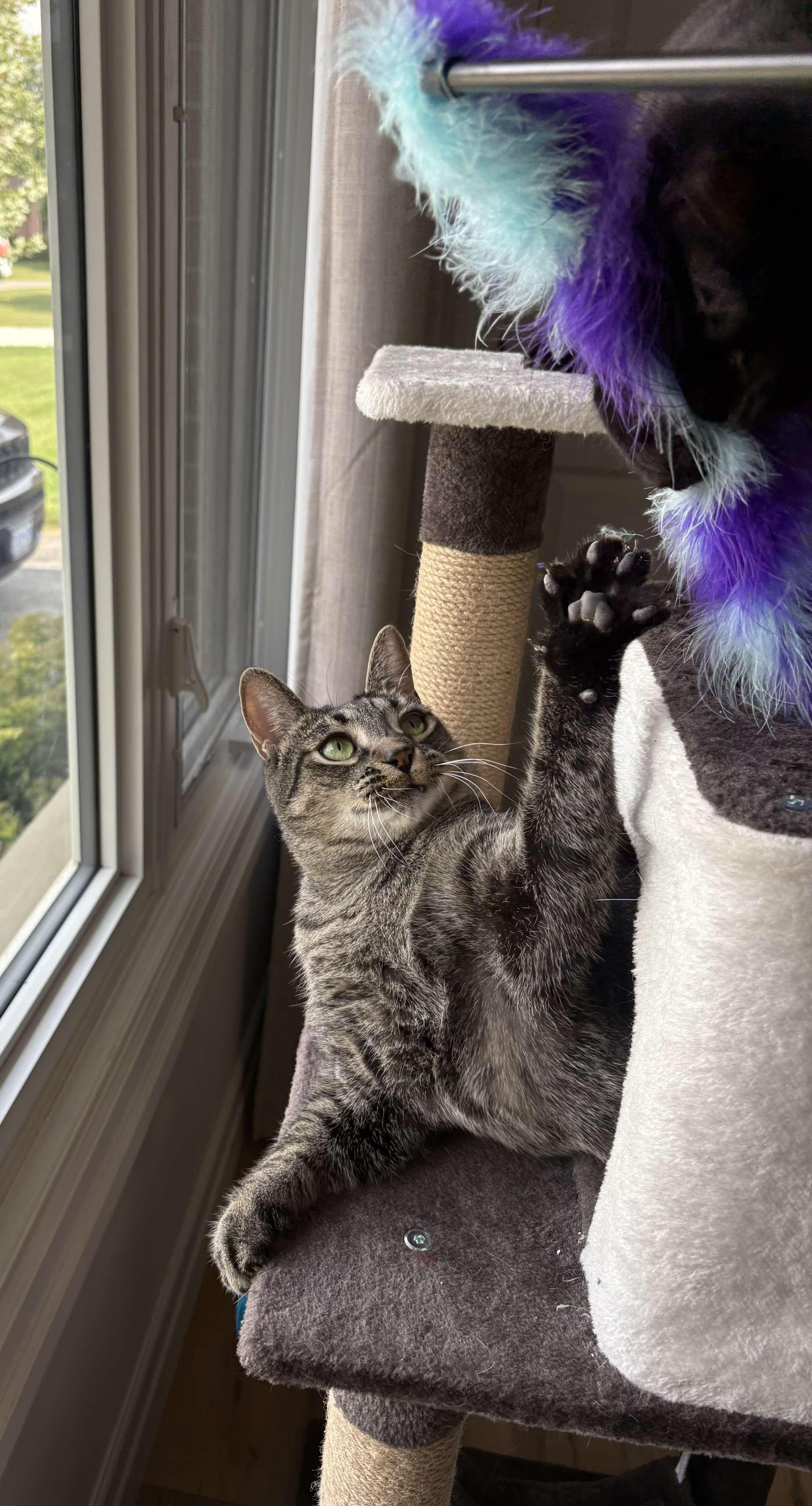 CHEWY, a Adoptable Domestic Short Hair in Tillsonburg, ON image 3/6