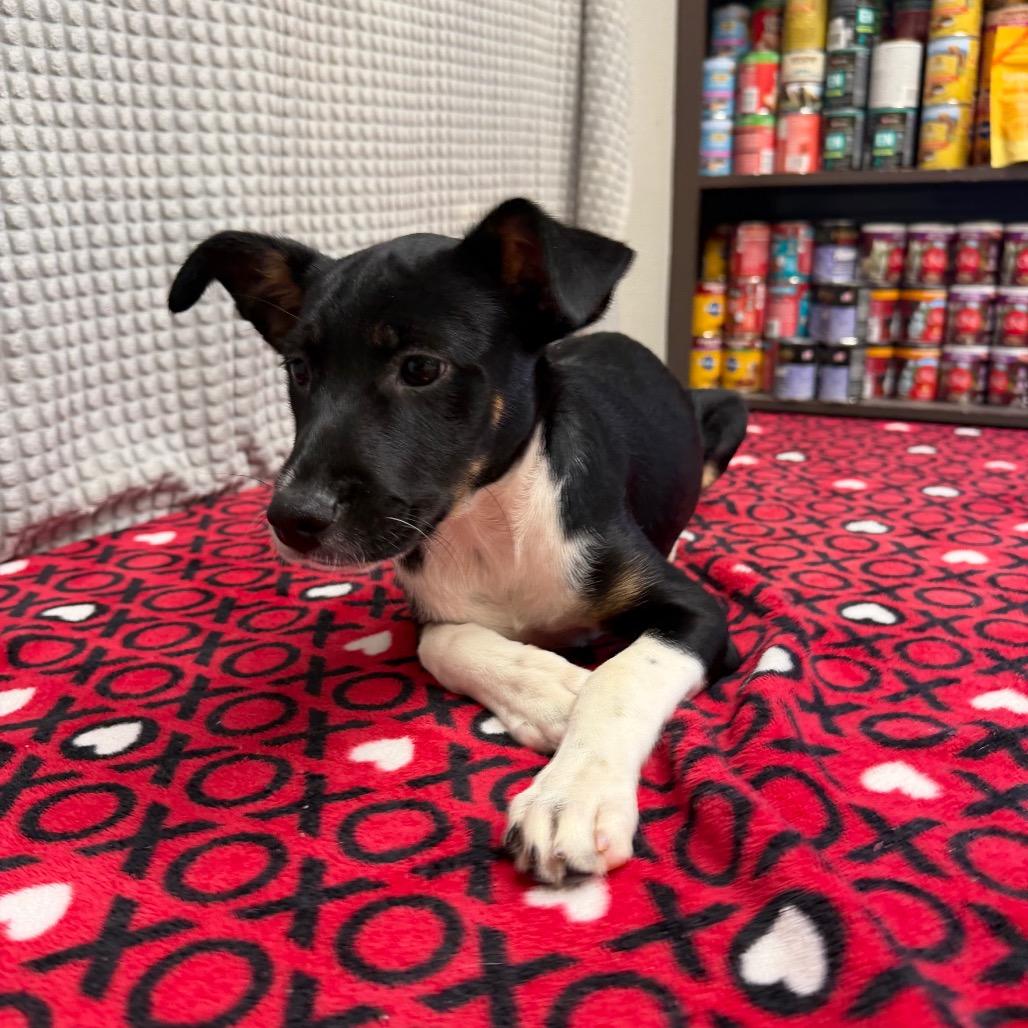 Tex, Adoptable, Puppy Male Hound & Mixed Breed.