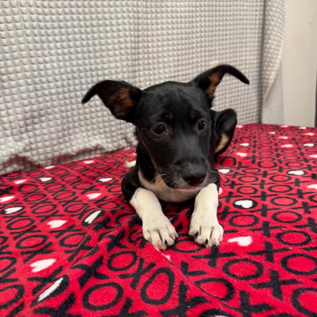 Enlarge Tex, a Adoptable mixed breed in Bryan, TX image 2/4
