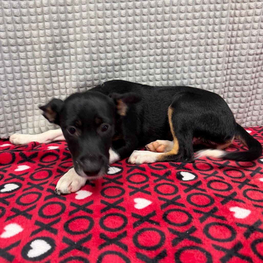 Enlarge Tex, a Adoptable mixed breed in Bryan, TX image 4/4