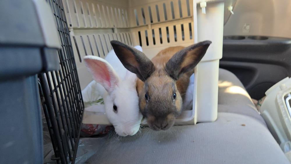 Alaska & Kodiak, Adoptable, Baby Female Cinnamon & Rex.