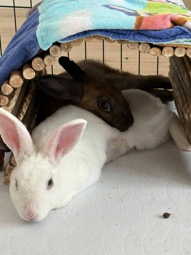 Alaska & Kodiak, a Adoptable mixed breed in Melbourne, FL image 4/6