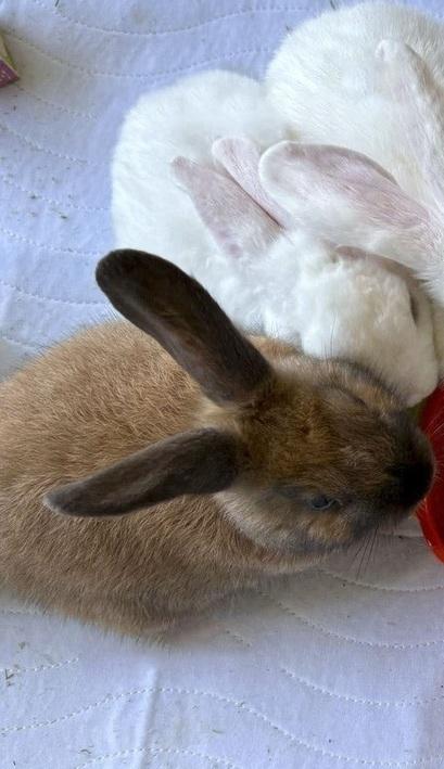 Alaska & Kodiak, a Adoptable mixed breed in Melbourne, FL image 6/6