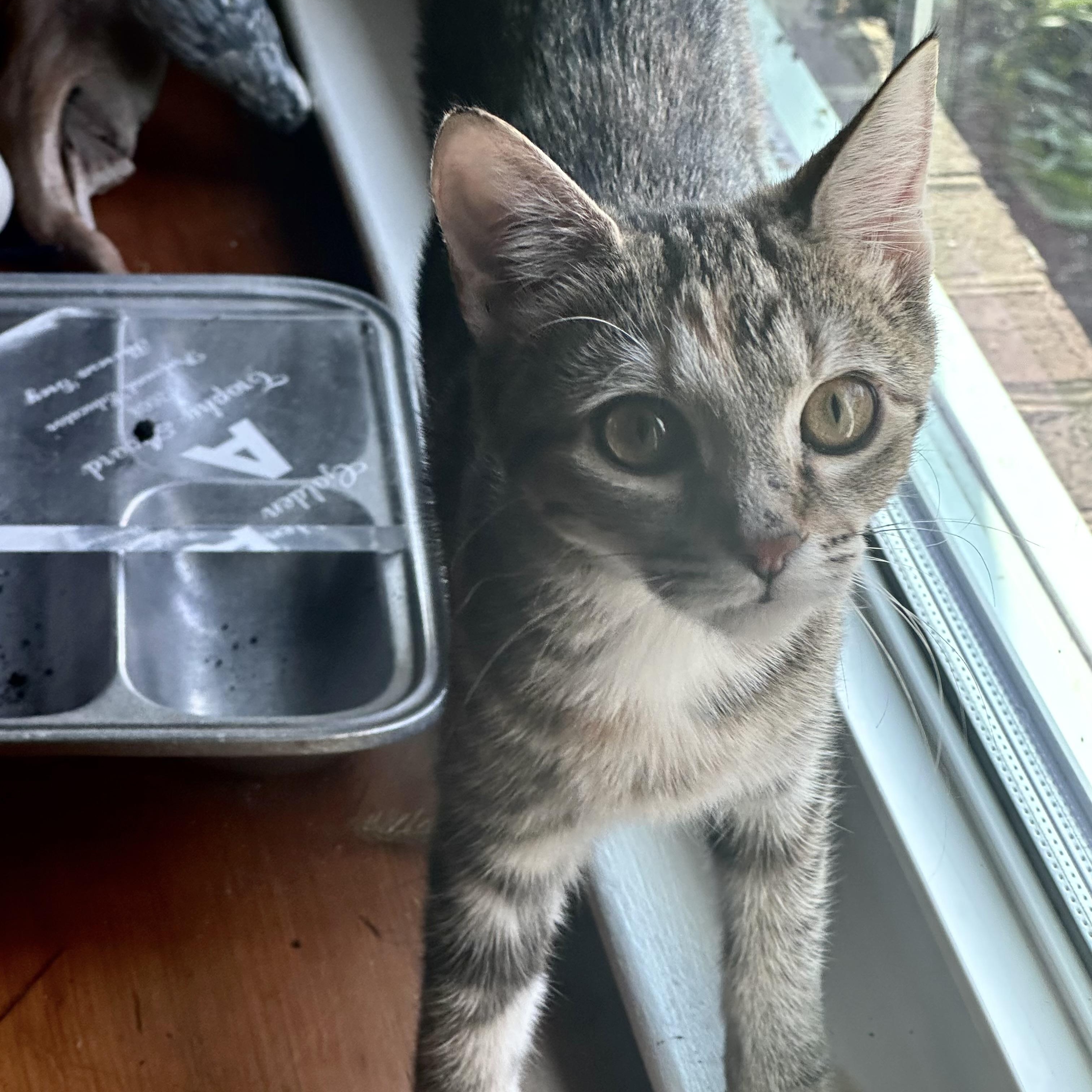 Enlarge Martha's Vineyard, a Adopted Domestic Short Hair in Richmond, VA image 2/2