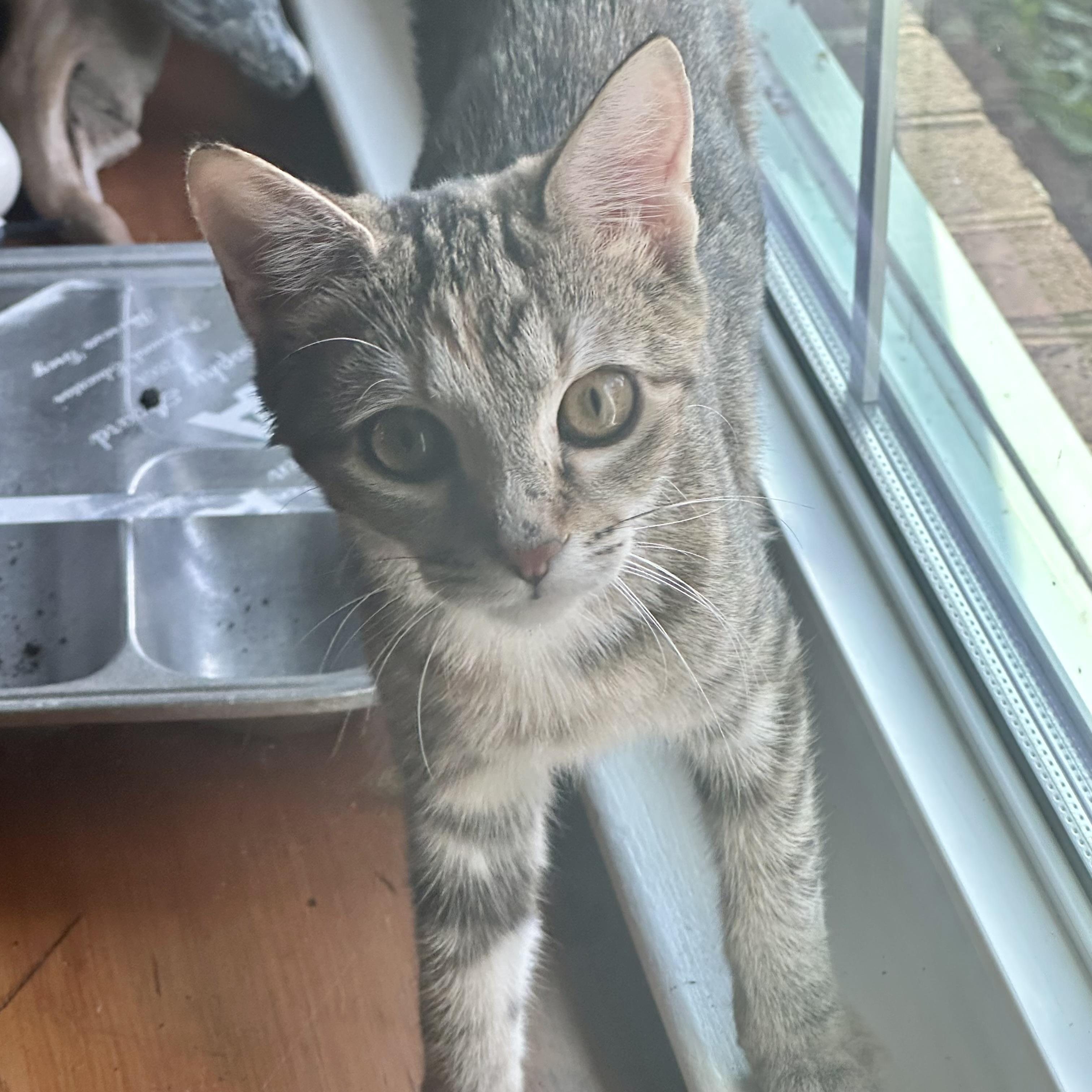Enlarge Martha's Vineyard, a Adopted Domestic Short Hair in Richmond, VA image 1/2