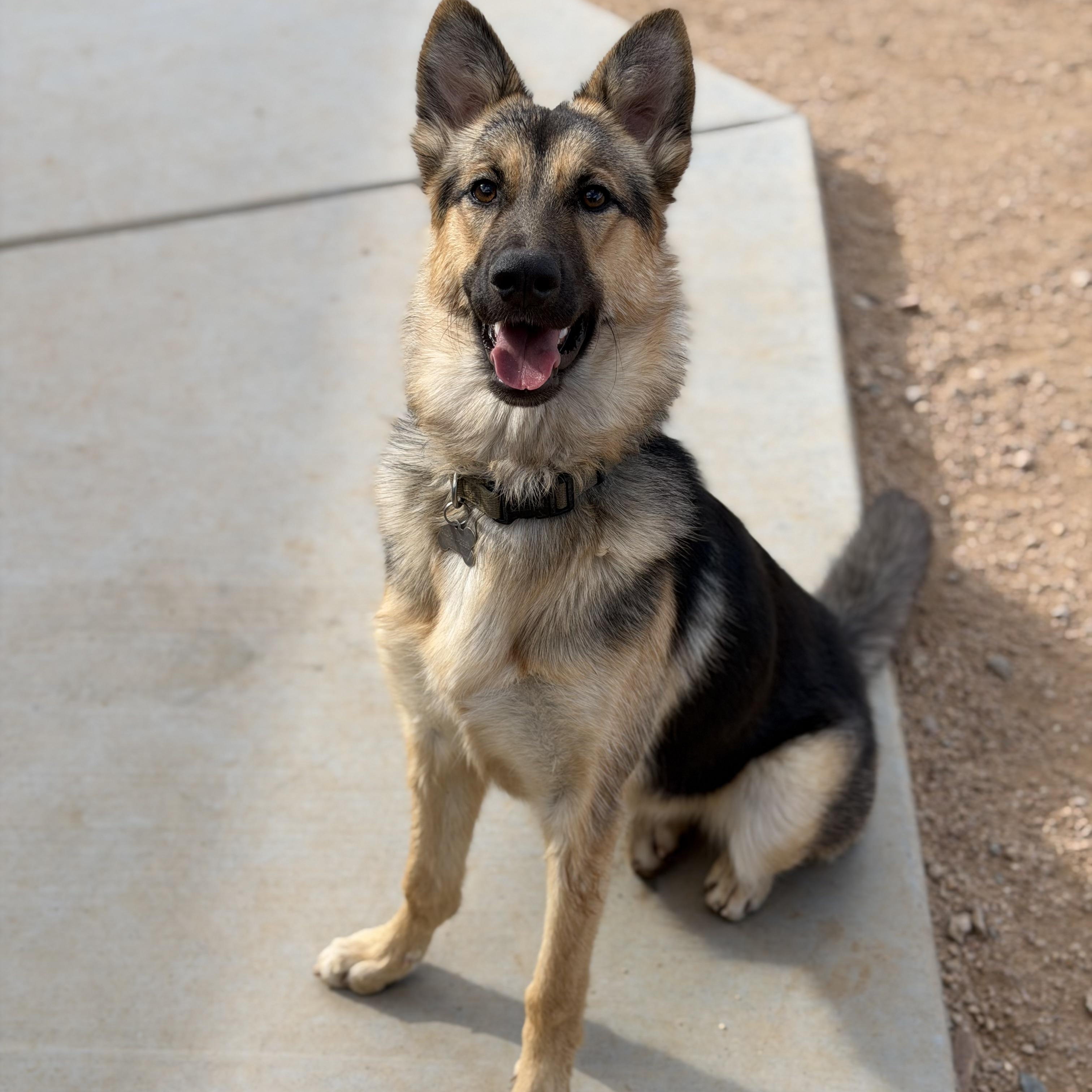 Enlarge Jolene, a ADOPTABLE mixed breed in Goodyear, AZ image 4/4