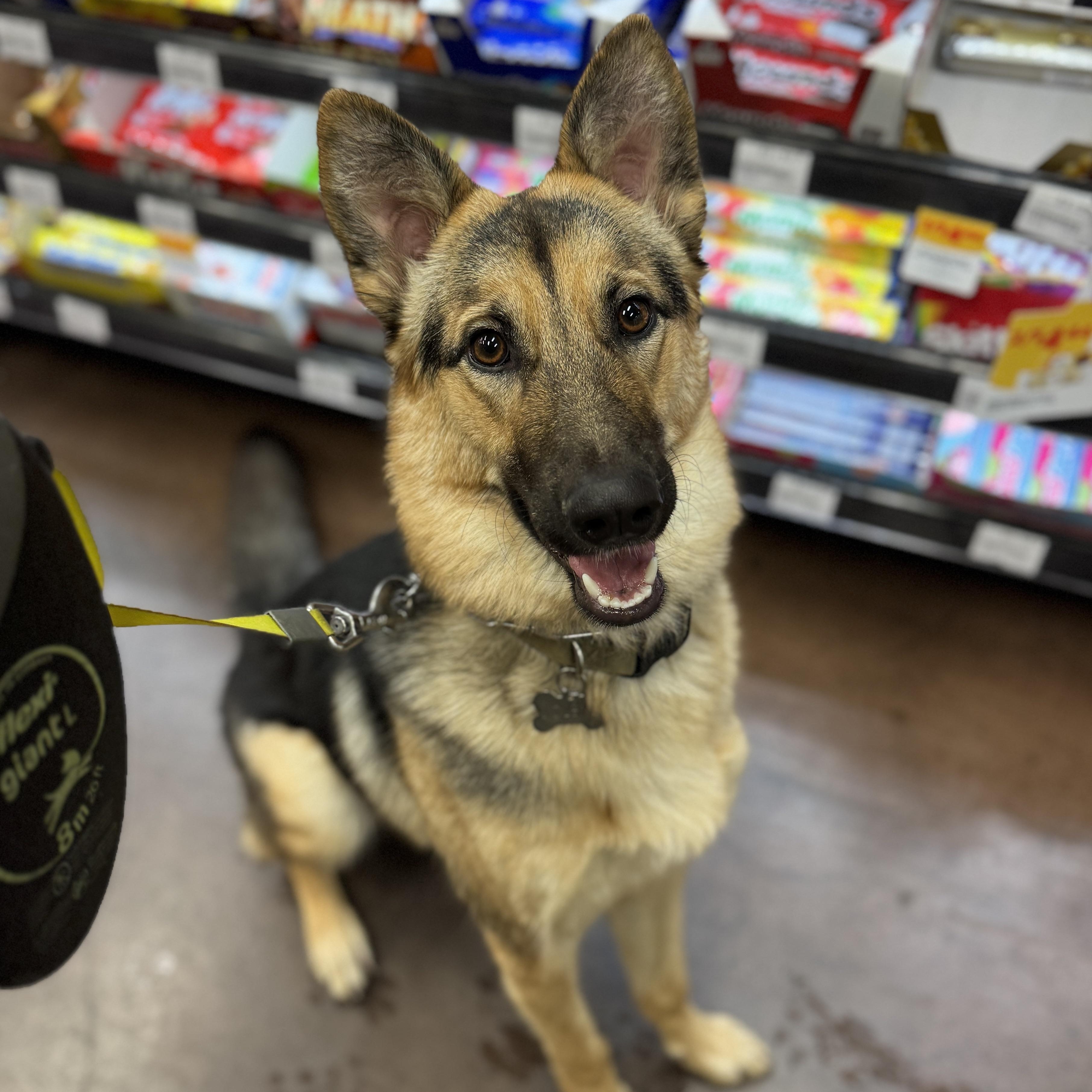 Enlarge Jolene, a ADOPTABLE mixed breed in Goodyear, AZ image 2/4