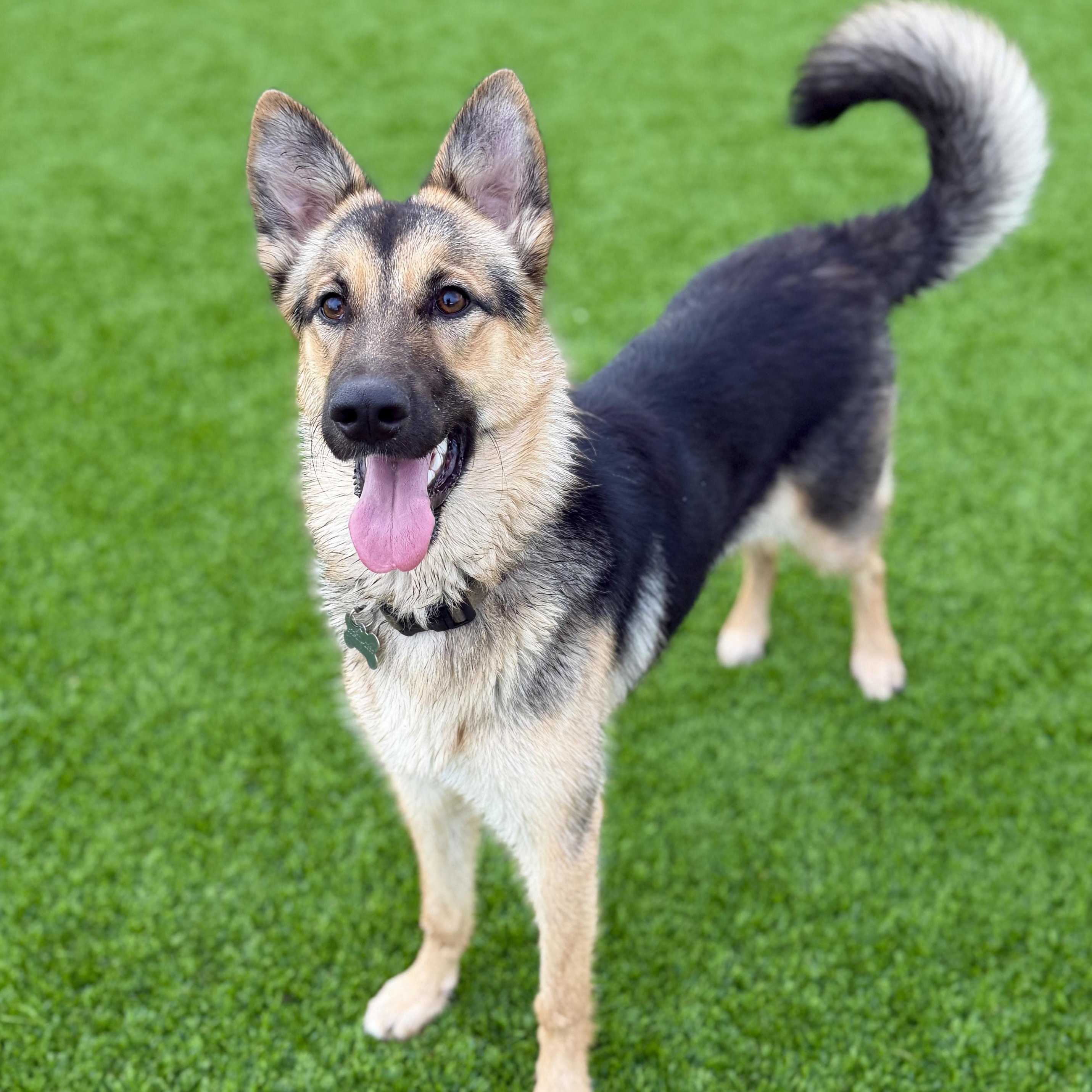 Jolene, ADOPTABLE, Young Female German Shepherd Dog & Husky.
