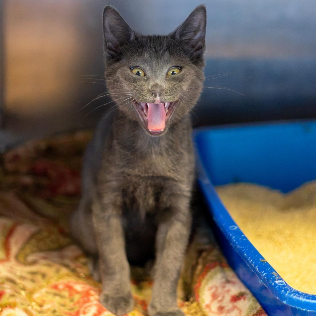 Grover Bonded Percy, Adoptable, Kitten Male Domestic Short Hair.