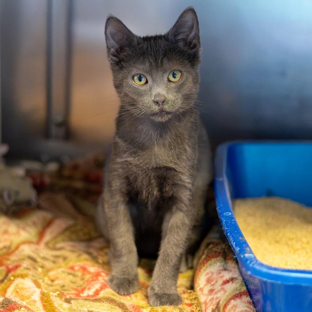 Enlarge Grover Bonded Percy, a Adoptable Domestic Short Hair in Newark, DE image 2/6