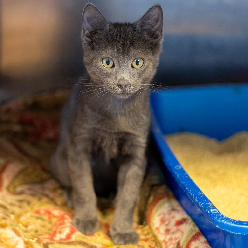 Enlarge Grover Bonded Percy, a Adoptable Domestic Short Hair in Newark, DE image 3/6