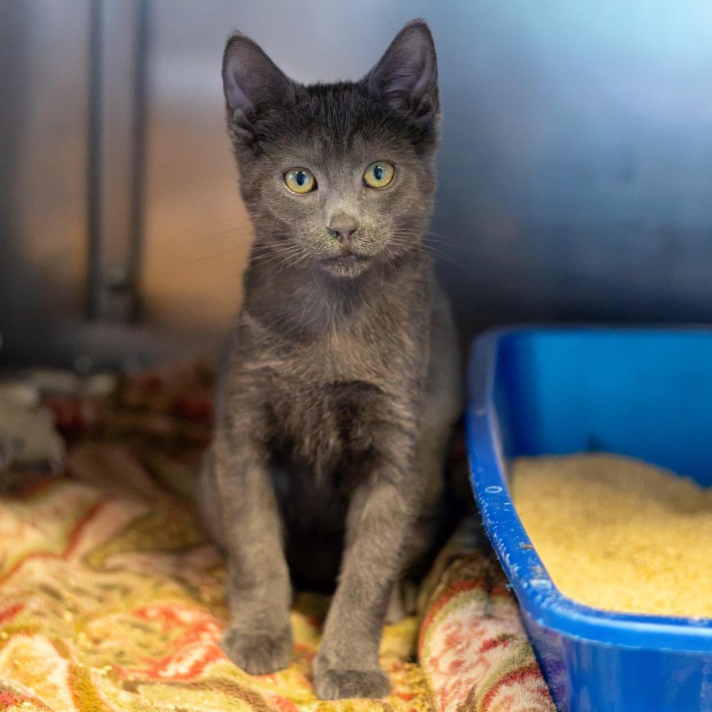 Enlarge Grover Bonded Percy, a Adoptable Domestic Short Hair in Newark, DE image 4/6
