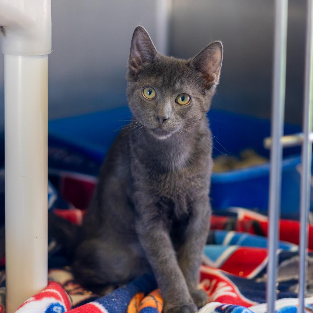 Enlarge Grover Bonded Percy, a Adoptable Domestic Short Hair in Newark, DE image 5/6