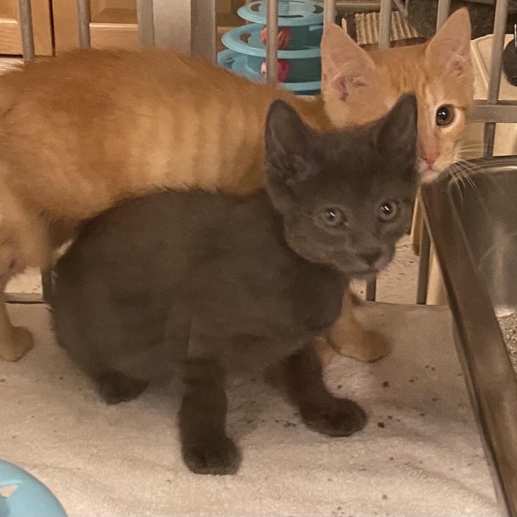 Enlarge Grover Bonded Percy, a Adoptable Domestic Short Hair in Newark, DE image 6/6