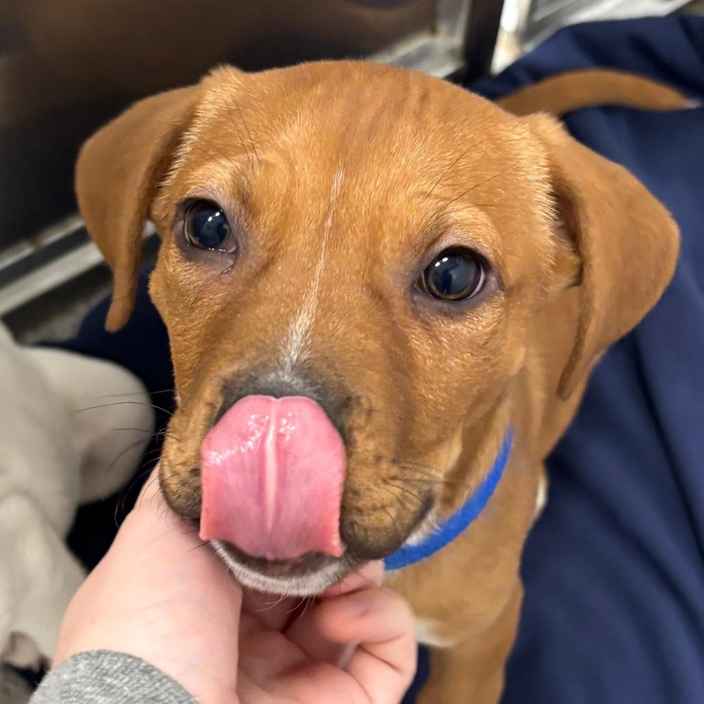 Enlarge Carina, a Adoptable Mixed Breed in Naperville, IL image 1/3