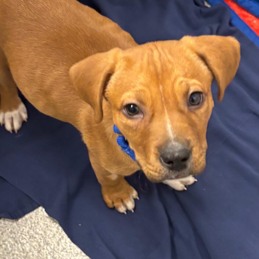 Enlarge Carina, a Adoptable Mixed Breed in Naperville, IL image 2/3