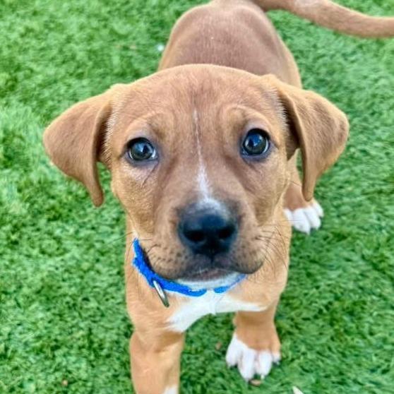 Enlarge Carina, a Adoptable Mixed Breed in Naperville, IL image 3/3