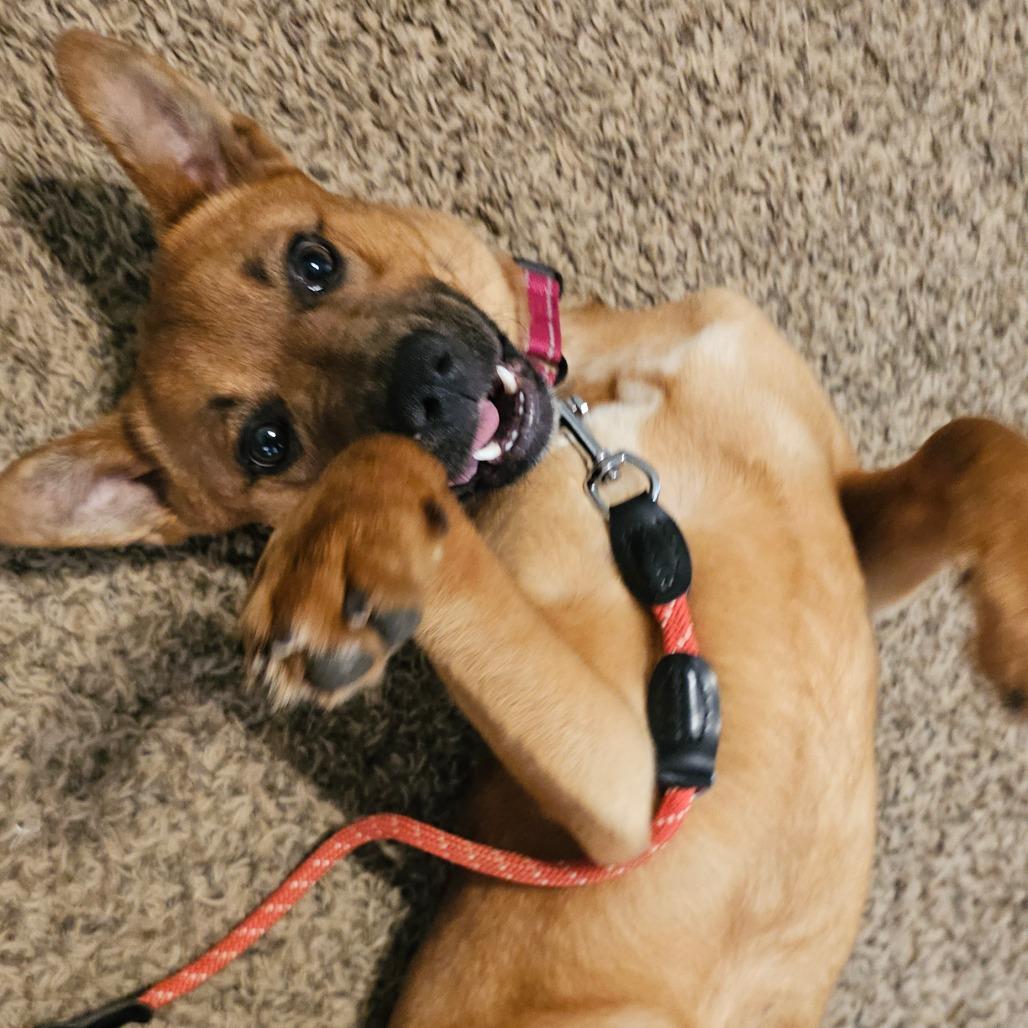 Biscuit, Adoptable, Adult Female Shepherd & Mixed Breed.