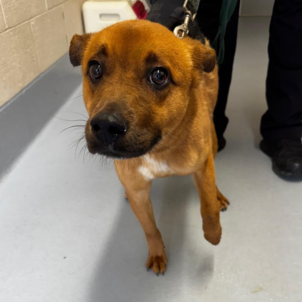 Enlarge Biscuit, a Adoptable mixed breed in Concord, NC image 2/6