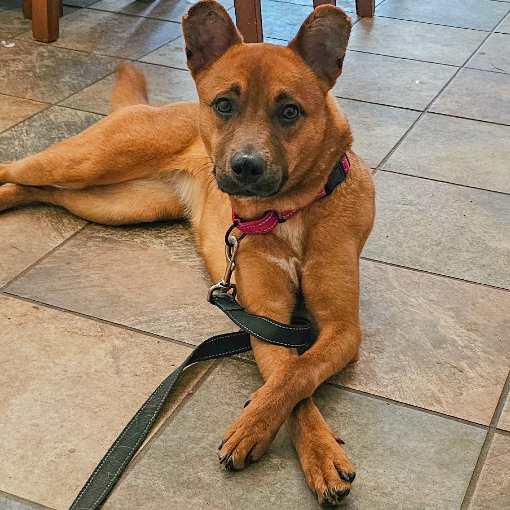 Enlarge Biscuit, a Adoptable mixed breed in Concord, NC image 3/6