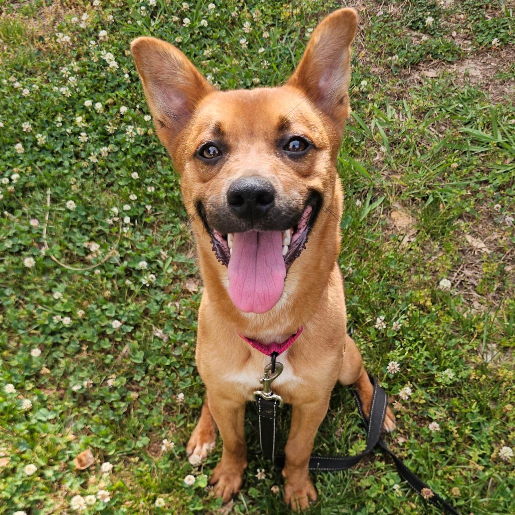 Enlarge Biscuit, a Adoptable mixed breed in Concord, NC image 4/6