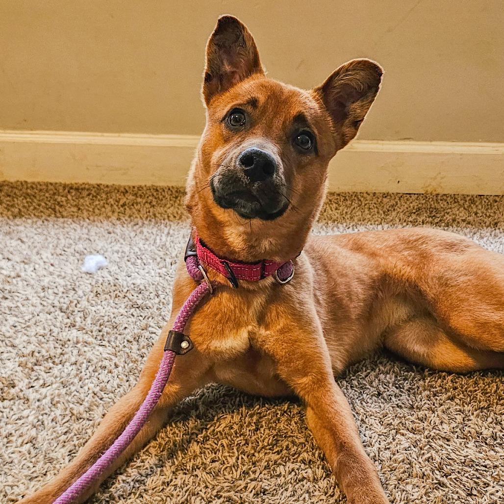 Enlarge Biscuit, a Adoptable mixed breed in Concord, NC image 5/6