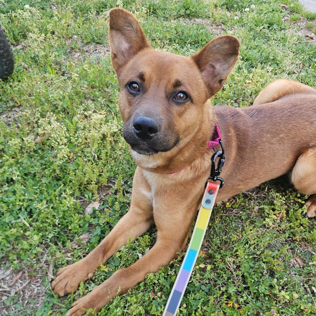 Enlarge Biscuit, a Adoptable mixed breed in Concord, NC image 6/6