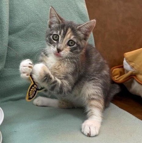 Austin Barrera — thumbnail 3