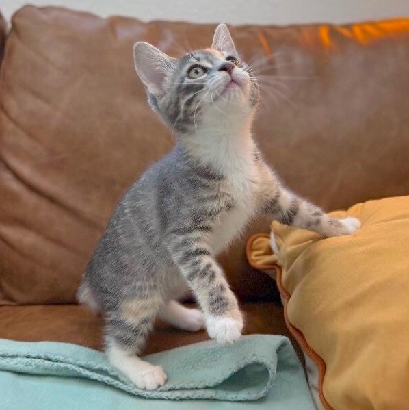 Austin Barrera — thumbnail 4