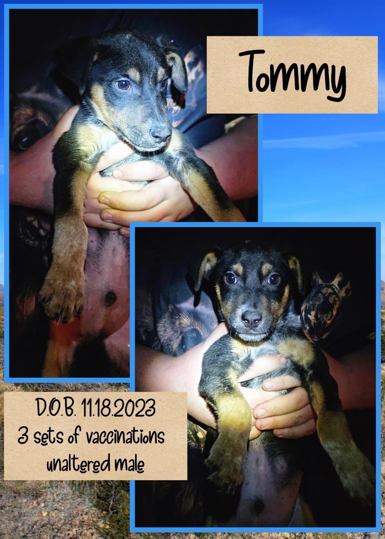 Tommy, Adoptable, Puppy Male Labrador Retriever & Australian Shepherd.