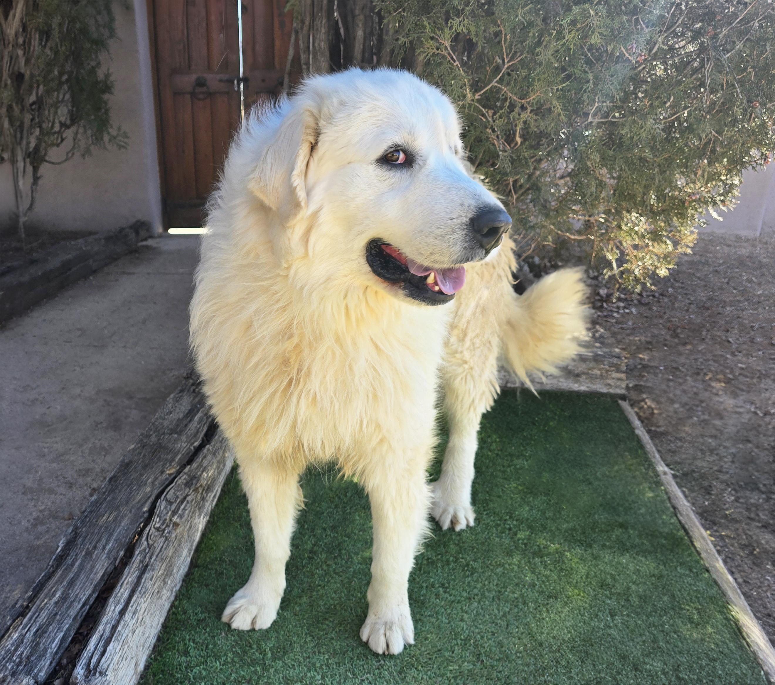 Enlarge Magnificent Mr Miguel ~ GREAT Pyr !!!, a ADOPTABLE Great Pyrenees in Albuquerque, NM image 2/3