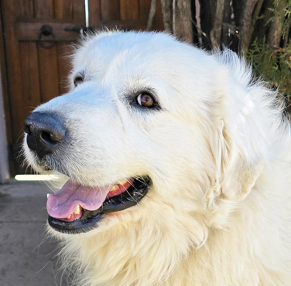 Enlarge Magnificent Mr Miguel ~ GREAT Pyr !!!, a ADOPTABLE Great Pyrenees in Albuquerque, NM image 1/3