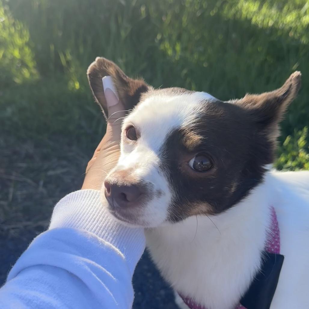 Jack, Adoptable, Adult Male Terrier & Chihuahua.