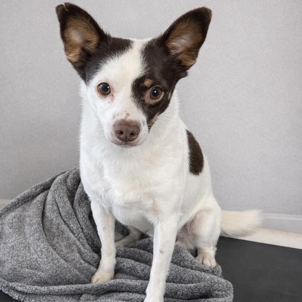 Enlarge Jack, a Adoptable mixed breed in Cashmere, WA image 2/5
